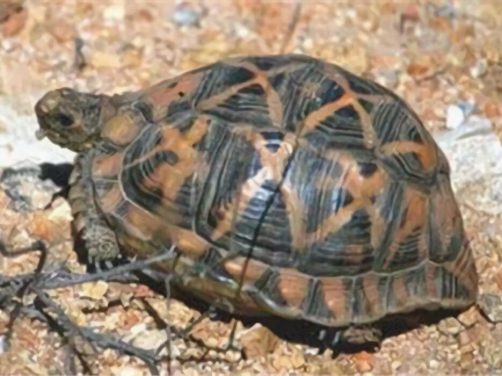 帐篷陆龟身份信息