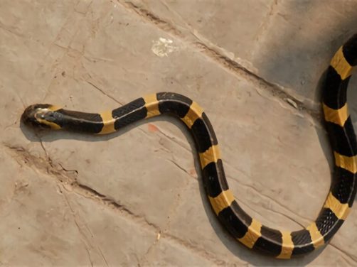 金环蛇身份信息