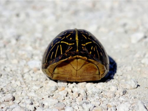 佛罗里达箱龟身份信息