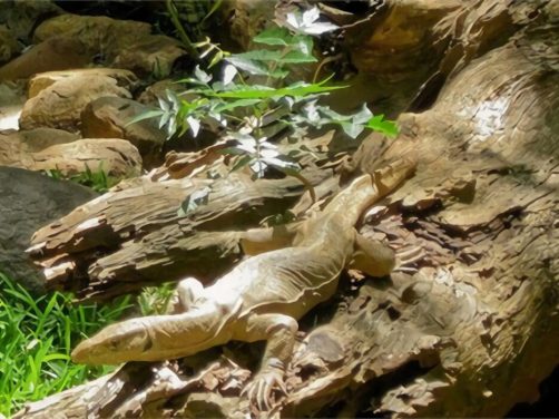 孟加拉巨蜥身份信息