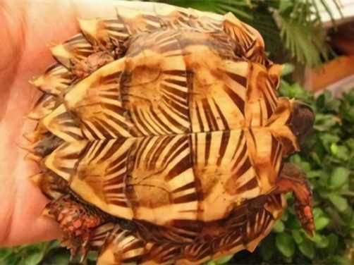 刺山龟身份信息