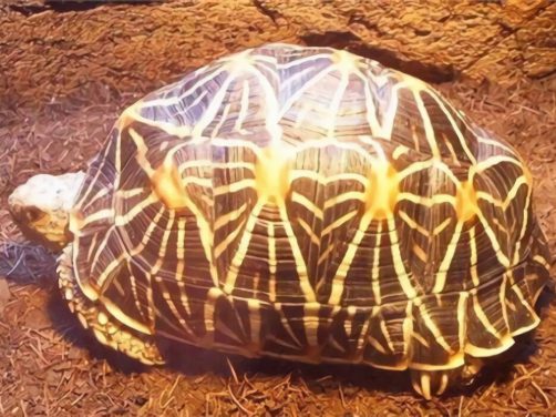 印度星龟身份信息