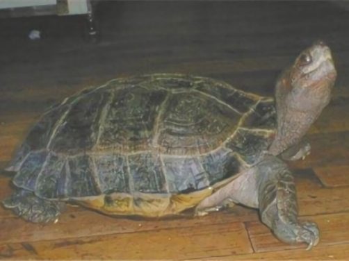 马来西亚巨龟身份信息