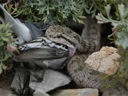 蛇岛腹身份信息