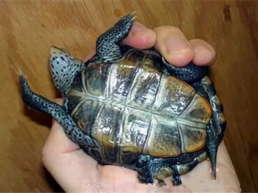 佛罗里达东部钻纹龟身份信息