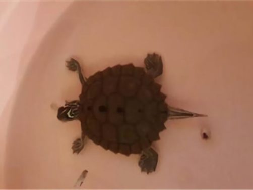 北部黑瘤地图龟身份信息