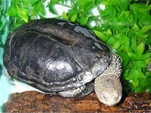 黑腹刺颈龟身份信息