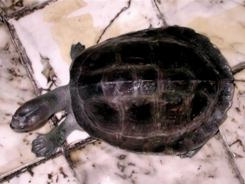 巨型棱背龟身份信息