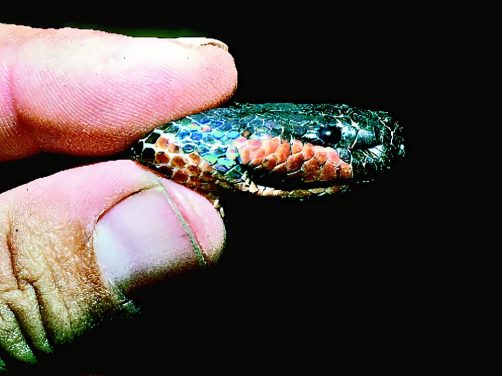 变色蛇身份信息