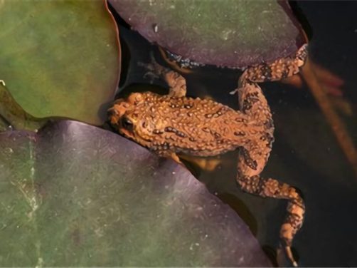 东方铃蟾身份信息