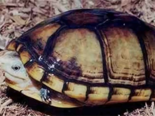 褶皱泥龟身份信息