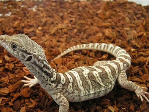 砂巨蜥身份信息