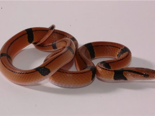 红竹蛇身份信息