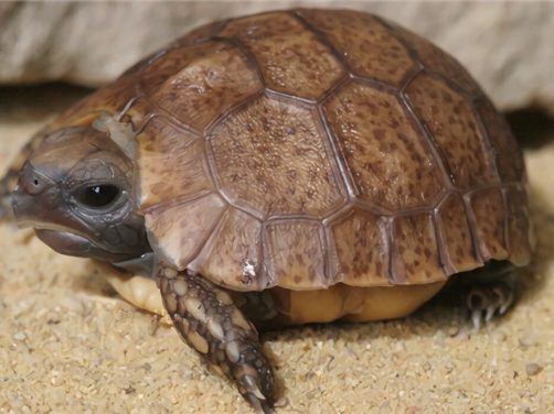 钟纹折背陆龟身份信息