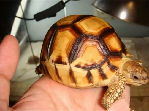 安哥洛卡陆龟身份信息