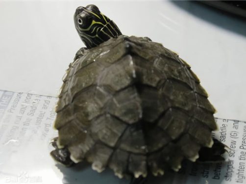 德州地图龟身份信息