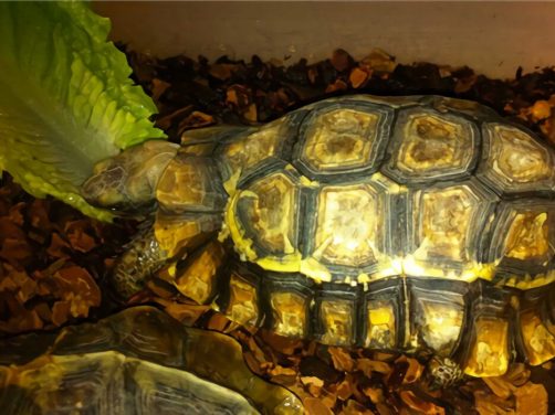 非洲折背陆龟身份信息