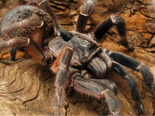 东非角巴布身份信息