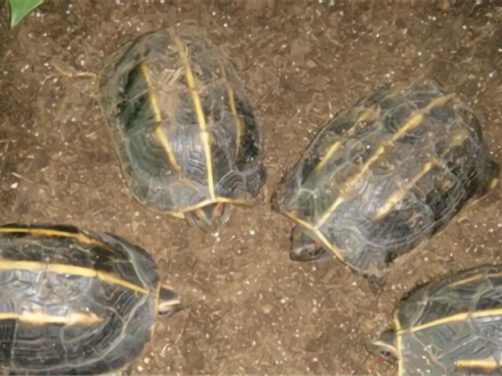 三棱黑龟身份信息