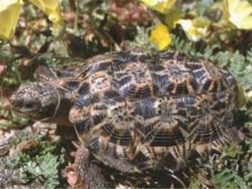 斑点陆龟身份信息