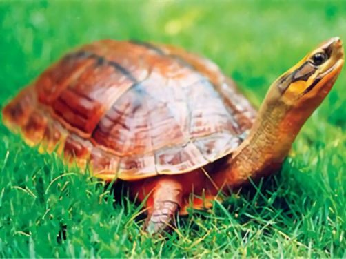 金钱龟身份信息