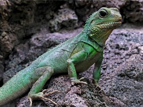 中国水龙身份信息