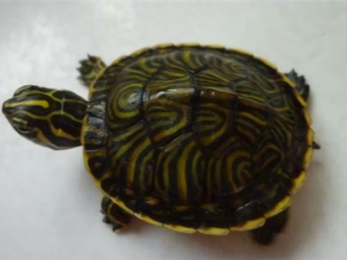 甜甜圈龟身份信息