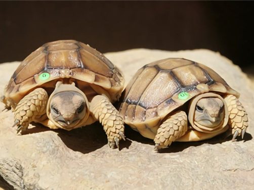 卡鲁海角陆龟身份信息