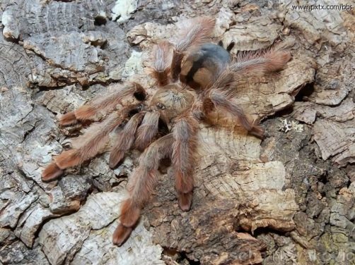 巴拿马黄金身份信息