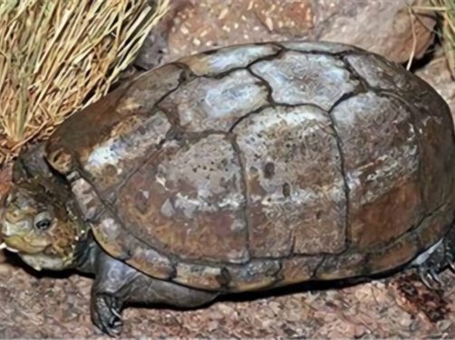 索若拉泥龟身份信息