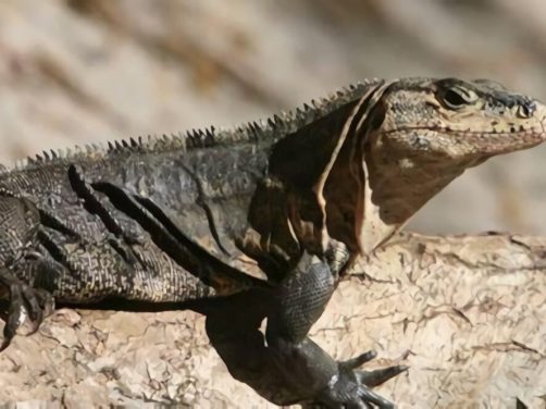 刺尾鬣蜥身份信息