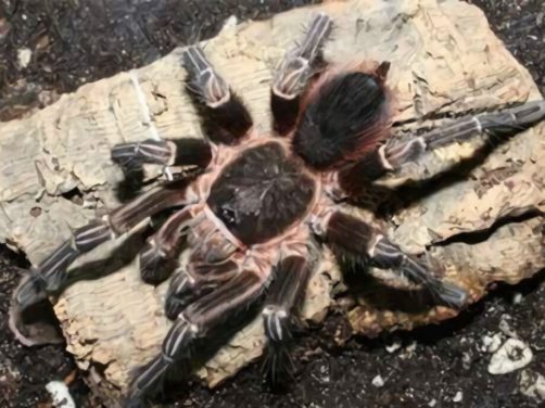 玻利维亚白脚身份信息