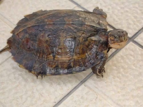 条颈摄龟身份信息