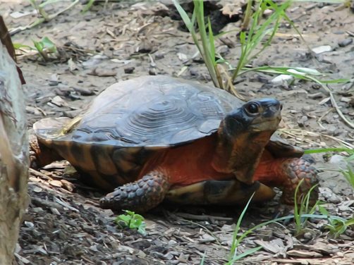 木雕水龟身份信息