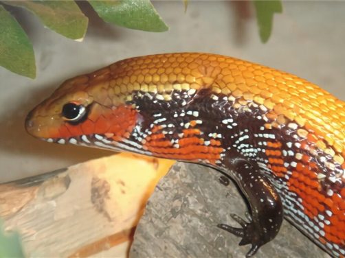 火焰石龙子身份信息