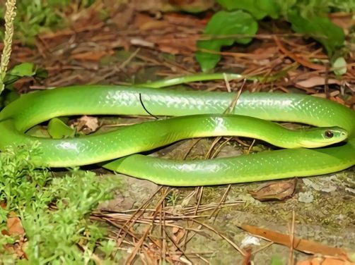 翠青蛇身份信息