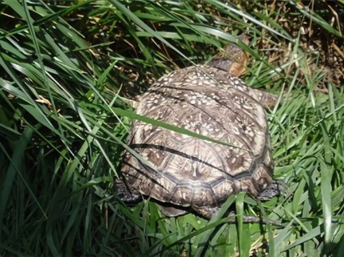 布氏拟龟身份信息