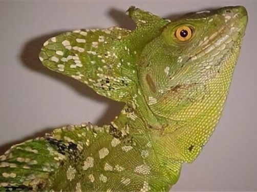 双冠蜥身份信息