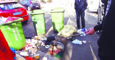 狗狗守护昏倒老人 直至获救