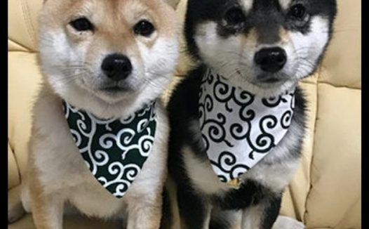 6个月大的秋田犬,看上去好像二只柴犬的母亲,身型差别也太大