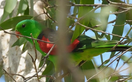 红翅鹦鹉身份信息