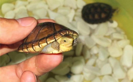 阿拉莫泥龟身份信息