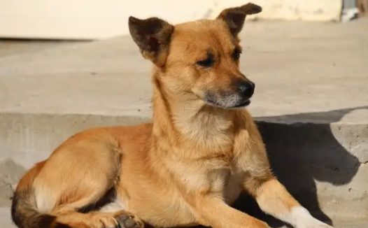 泪目！土狗咬邻家小花狗，被主人送去宰杀