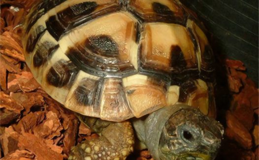 西部赫曼陆龟身份信息