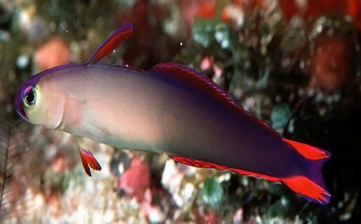 华丽线塘鳢身份信息