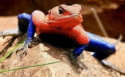 彩虹飞蜥身份信息