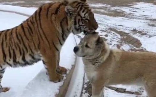 狗狗去探望一起长大的老虎狮子兄弟，画面感人至深，摄像镜头拍下这一幕