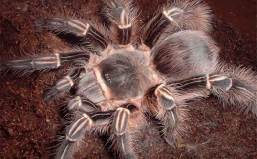 粉红斑马脚身份信息