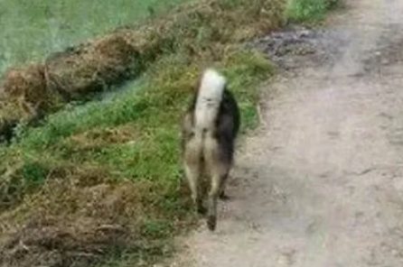 网民带哈士奇回农村,没想到大半年后竟然有狗子上门服务认亲,笑喷了!