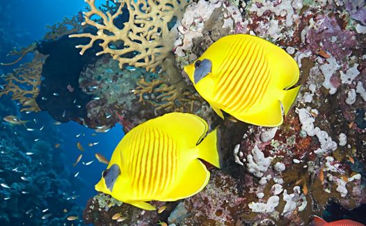 黄色蝴蝶鱼身份信息